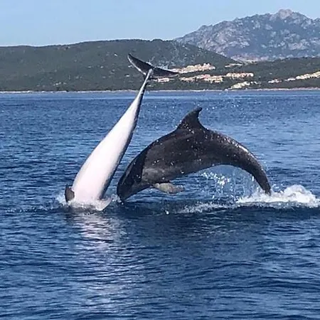 Sardinia Art House